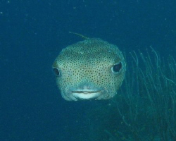 Porcupine fish en face in Curacau. by Jon Doud 